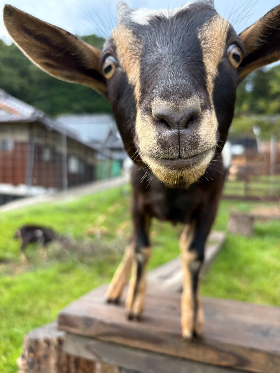 柵の梁に乗ってこちらを見るヤギ