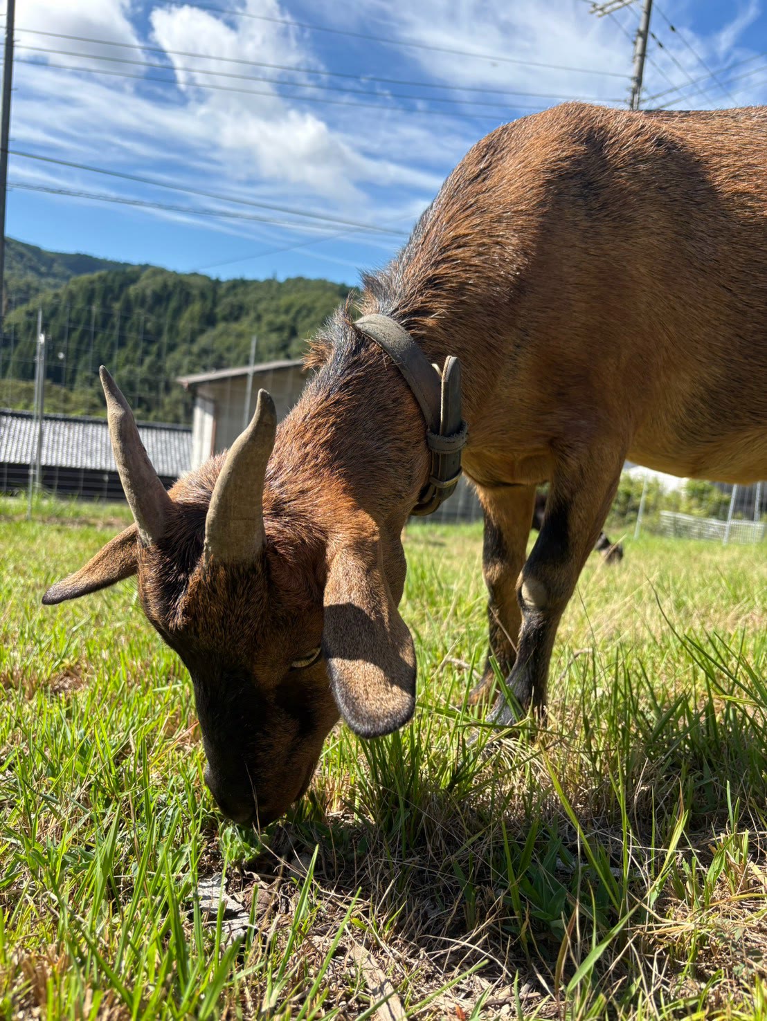 草を食べる茶色のヤギ