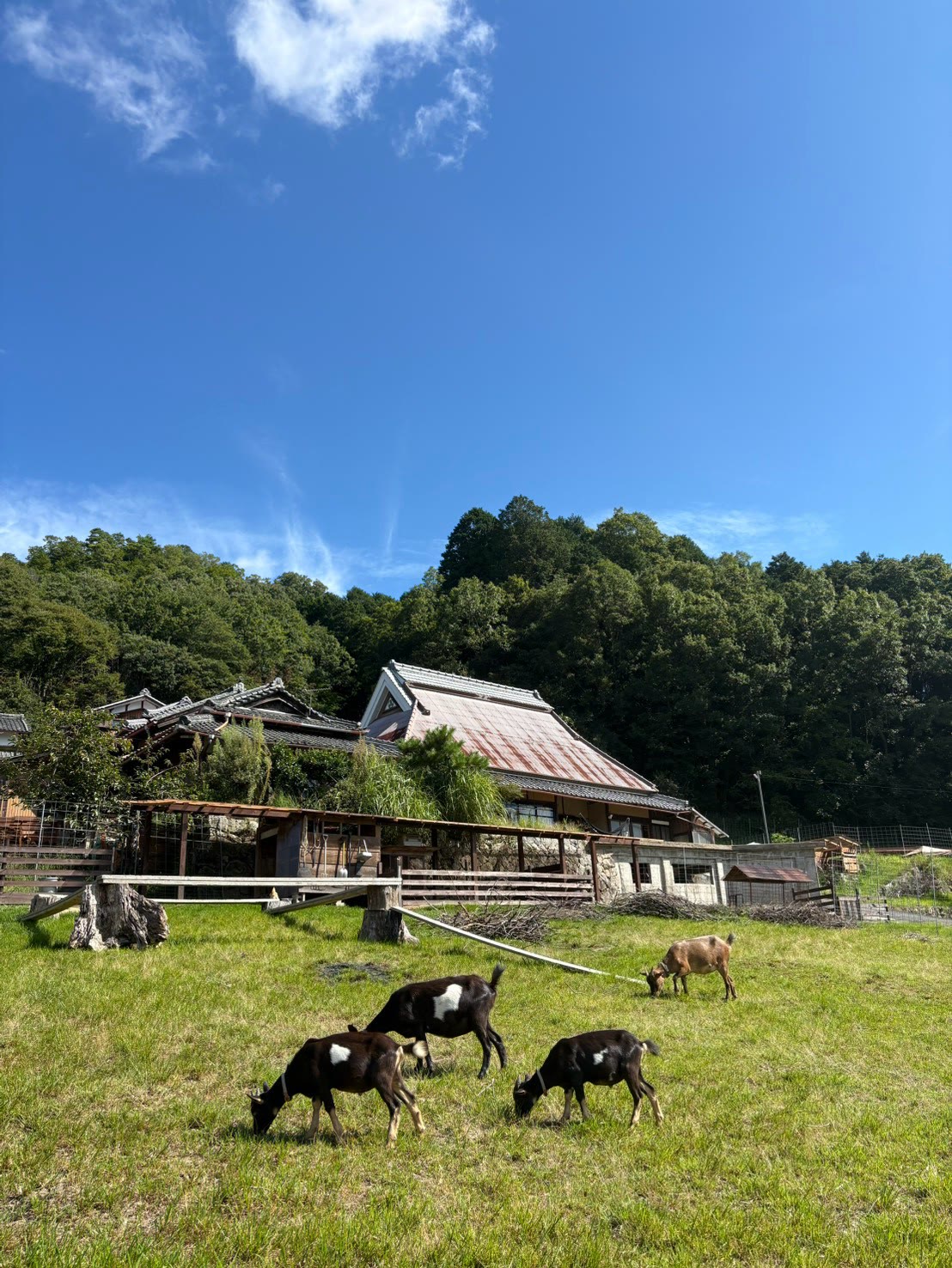 青空の下、放牧地で草を食べるヤギたち
